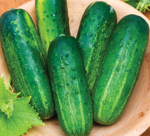 Cucumber