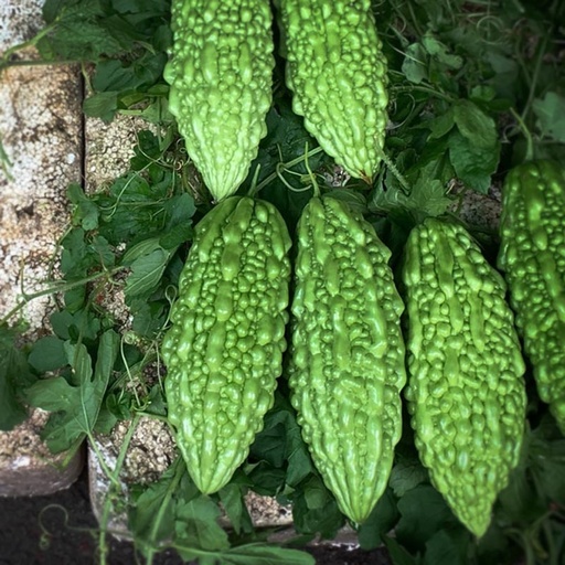Bitter Gourd