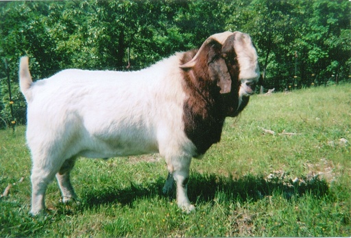 Goat